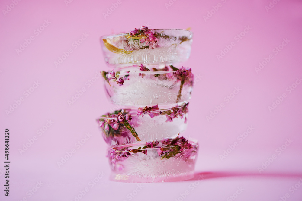 The prettiest ice cubes ever. Studio shot of flowers frozen into ice blocks against a pink background. The prettiest ice cubes ever. Studio shot of flowers frozen into ice blocks against a pink background.