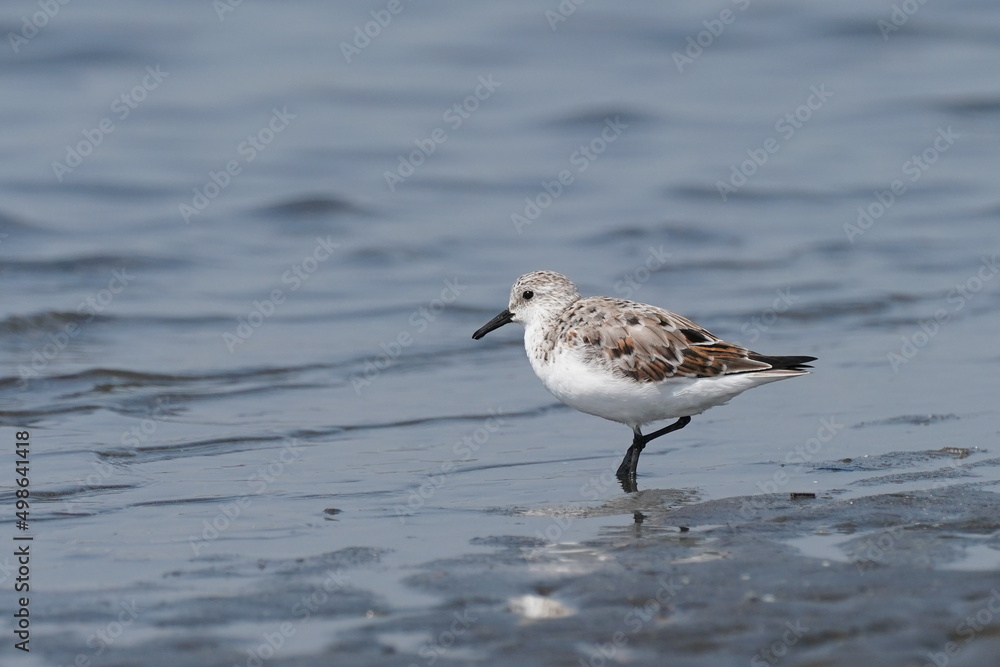 grey plover in the seashore grey plover in the seashore