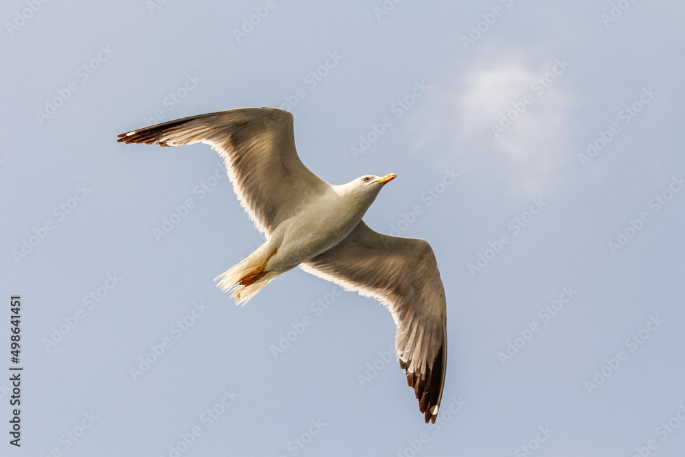 Obraz premium A white seagull flying in the air