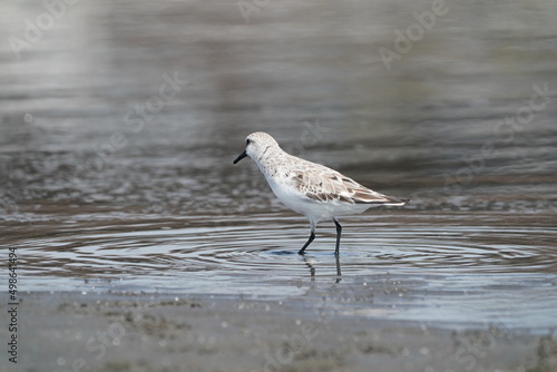 dunlin in the seashore