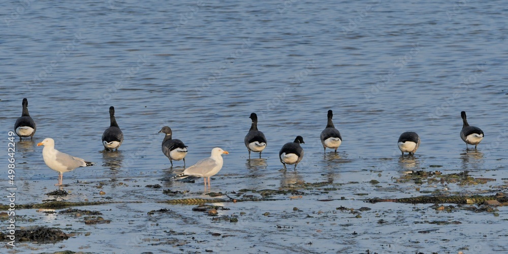 Groupe d'oies Bernaches Cravant en bor de mer Groupe d'oies Bernaches Cravant en bor de mer