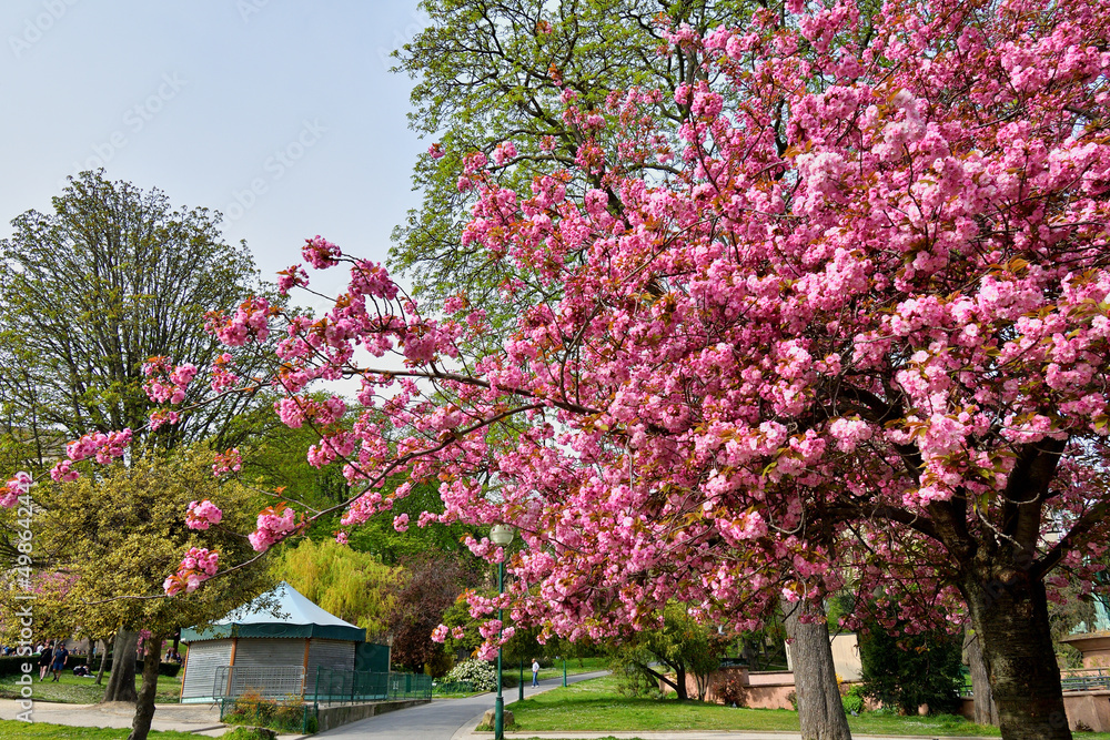 Naklejka premium Paris, France. Cherry blossoms blooming in the Trocadero Gardens. March 28, 2022.