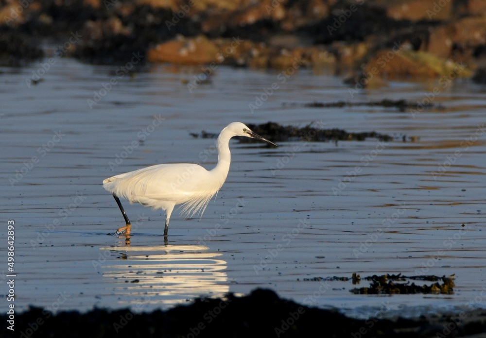 Egret fishing at seaside in Brittany - France Egret fishing at seaside in Brittany - France