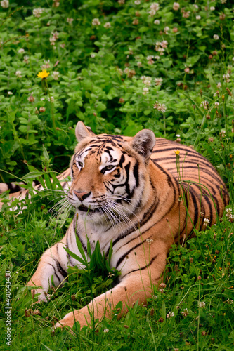 Tigre  Parque de la Naturaleza de Cab  rceno  Cantabria  Espa  a