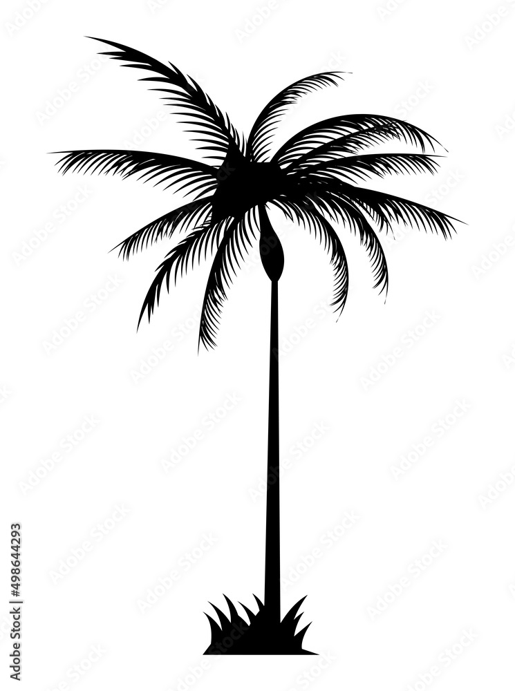Fototapeta premium tree palm black silhouette