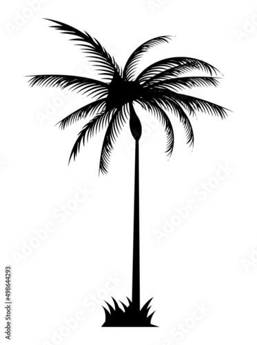 tree palm black silhouette