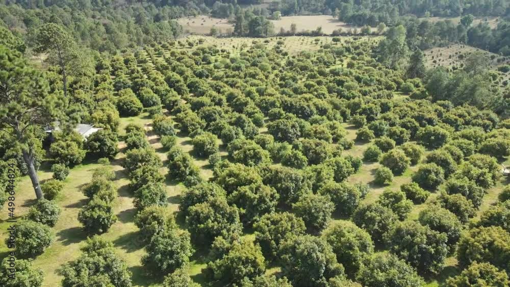 Aerial top down view of Green forest. Beautiful Nature Background. Flying above Pine tree tops Aerial top down view of Green forest. Beautiful Nature Background. Flying above Pine tree tops