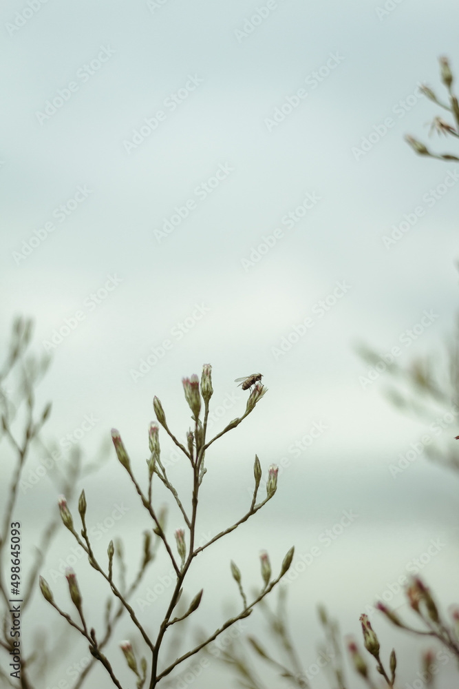 Obraz premium dente de leão flor