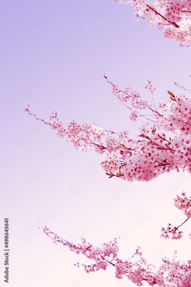 Obraz premium Beautiful spring flower cherry blossoms, Sakura Flower With Beautiful Nature Background