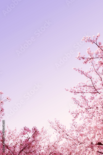 Bild auf Leinwand Beautiful spring flower cherry blossoms, Sakura Flower With Beautiful Nature Bac