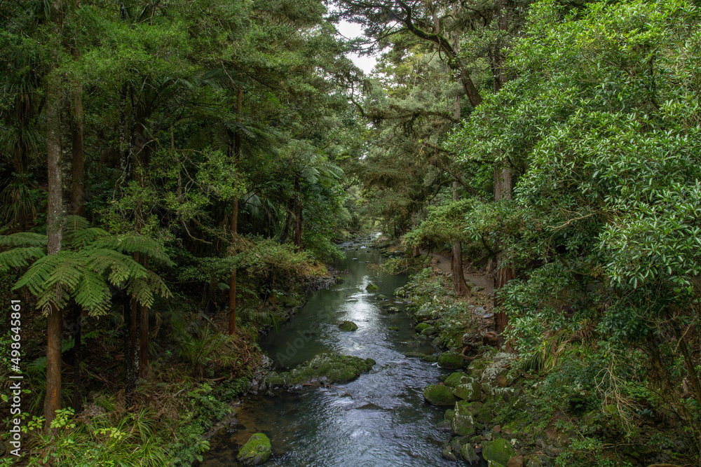 Obraz premium waterfall in the forest