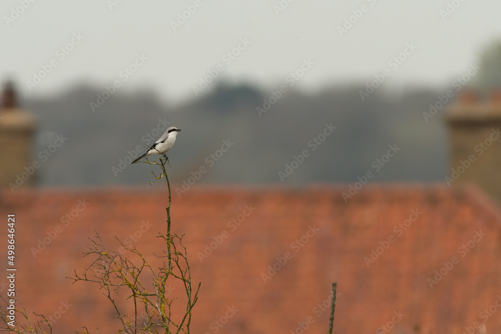 Great grey shrike (Lanius excubitor) perched on a branch in front of farm buildings, Norfolk, UK. Great grey shrike (Lanius excubitor) perched on a branch in front of farm buildings, Norfolk, UK.