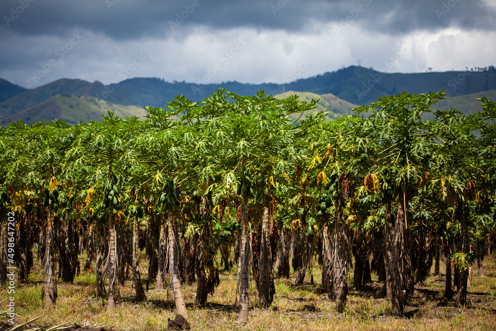 View of a papaya cultivation and the majestic mountains at the region of Valle del Cauca in Colombia