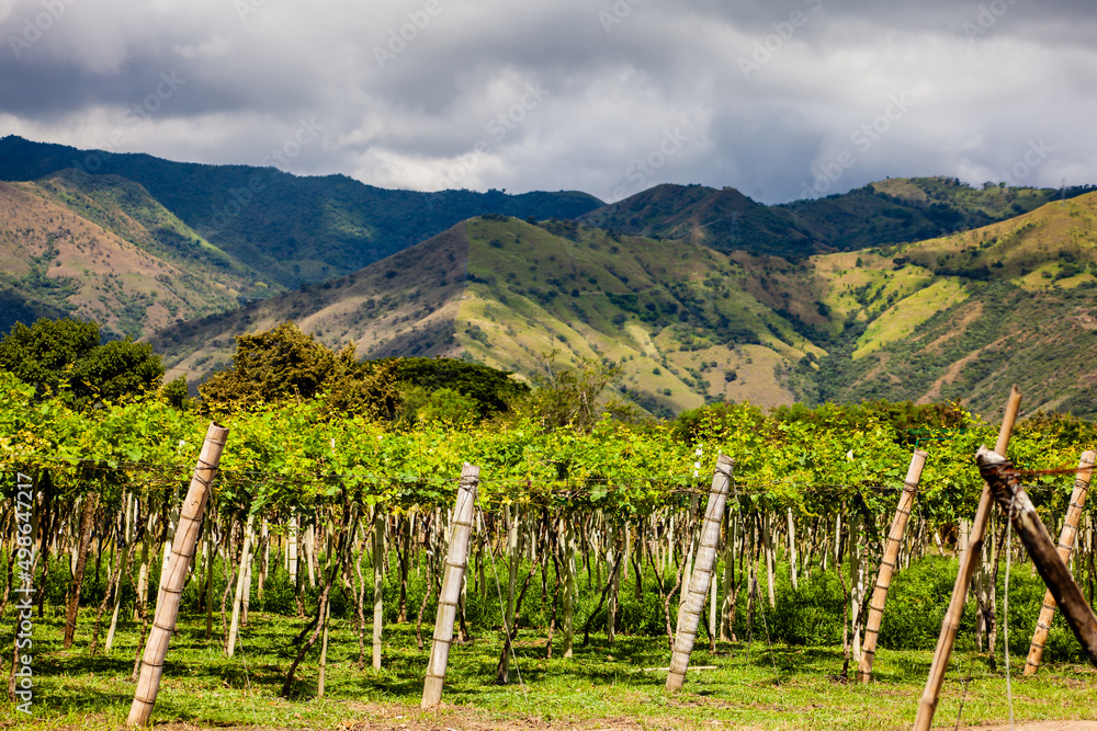 View of a grapes cultivation and the majestic mountains at the region of Valle del Cauca in Colombia