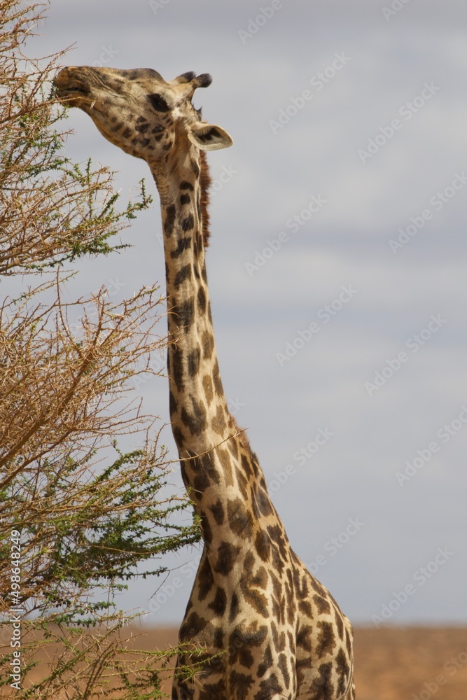 Obraz premium Giraffe in the Wild in Kenya