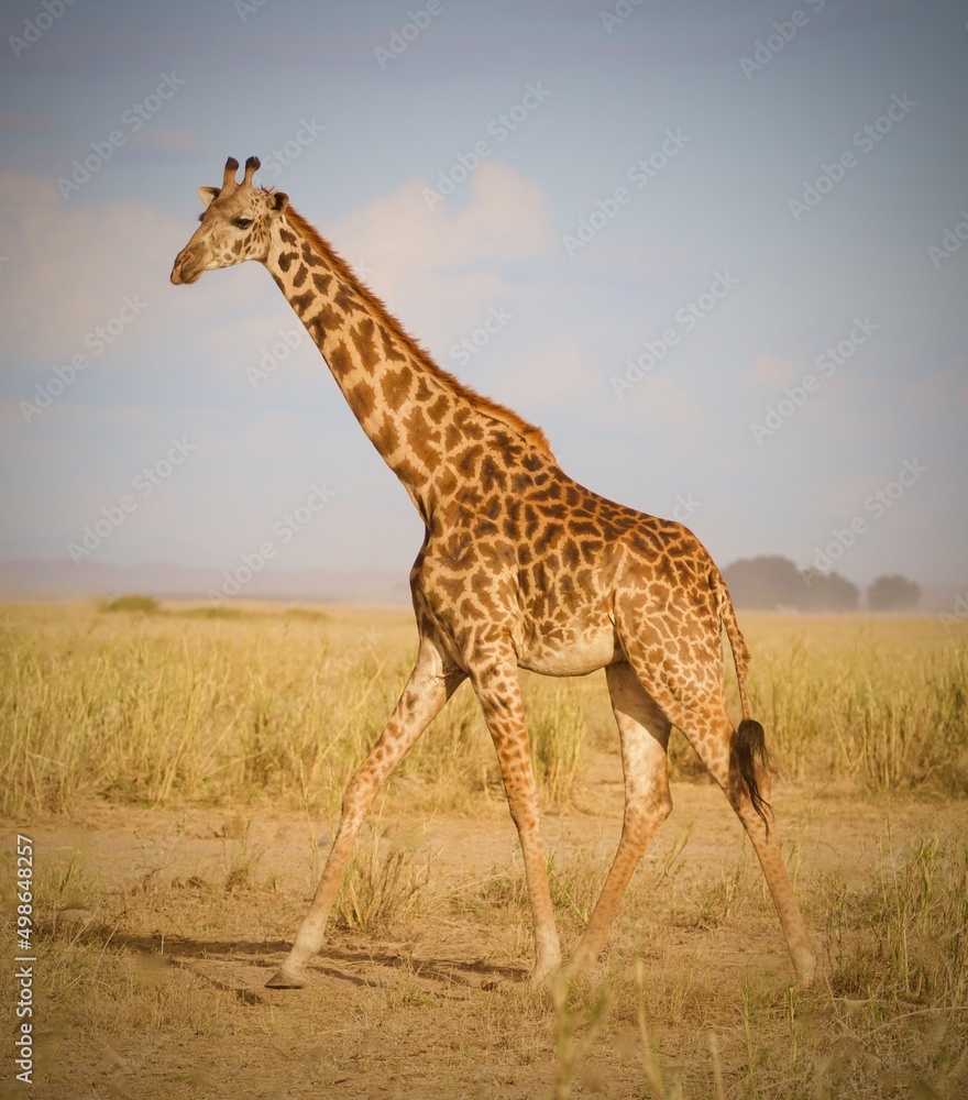 Obraz premium Giraffe in the Wild in Kenya