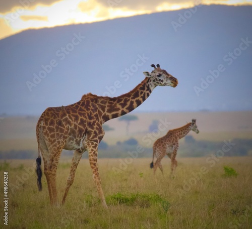 Giraffe in the Wild in Kenya © Tom Zugschwert