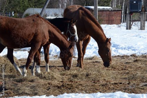 Three horses graze in a pasture among the snow in early spring