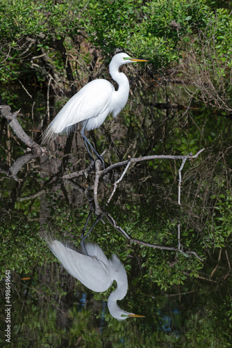 Perched on a branch with its reflection in the water's surface, a Great Egret shows it mating season colors and plumage.