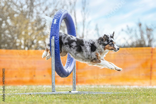Portrait of a miniature australian shepherd dog mastering agility obstacles photo