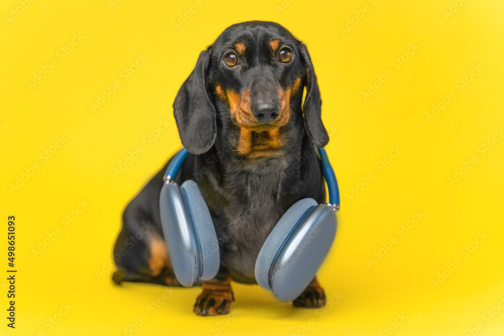 Are Dachshund Noisy