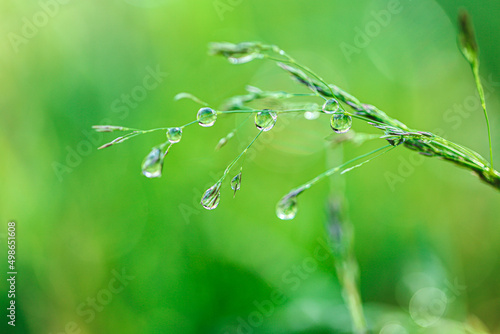 .Water drops on the stalks of the field grass.Natural plant texture in green natural tones.field after the rain. Spring nature.Silhouettes of plants. drops on plants. Beautiful herbal background