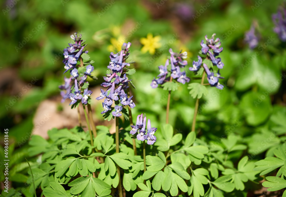 Close-up of purple Corydalis solida flower on spring sunny day. Flowers of fumewort in spring forest Close-up of purple Corydalis solida flower on spring sunny day. Flowers of fumewort in spring forest