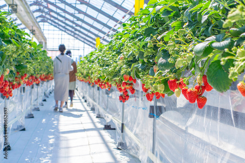 Strawberry farm and people to enjoy.  イチゴ農園と楽しむ人 photo