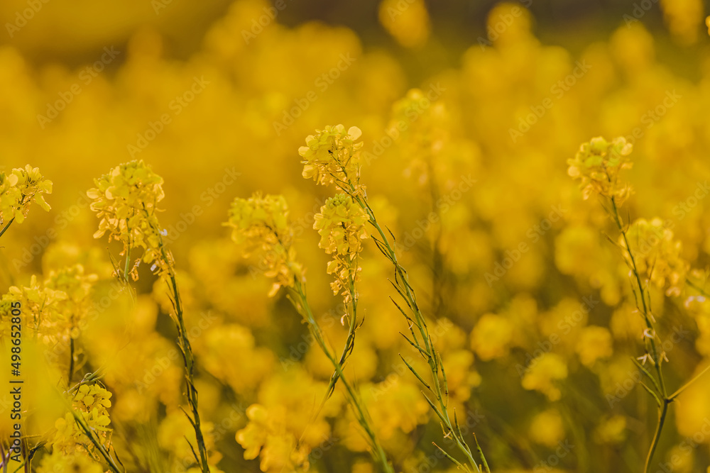 Close-up of yellow mustard flowers, Close-up of yellow mustard flowers,