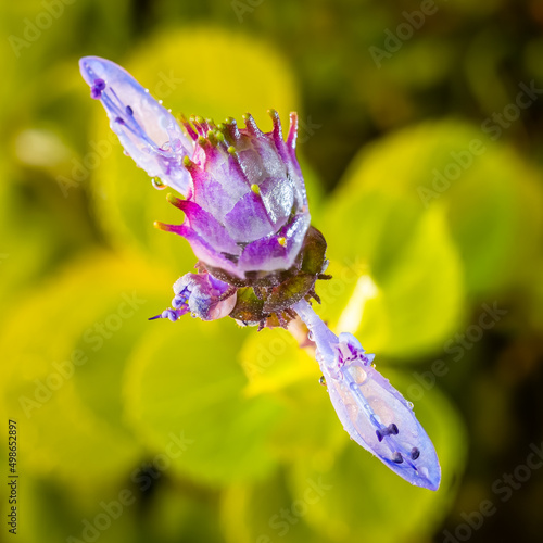 Blossom of scaredy cat plant photo