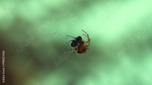 Mosca Siendo capturada y devorada por una araña en su telaraña