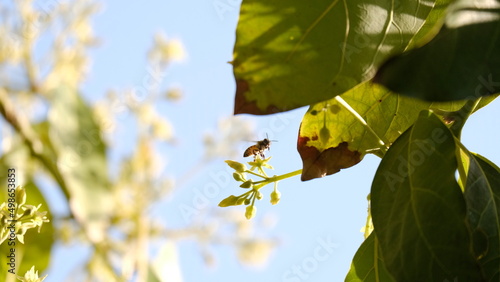 Bee flying by a tree