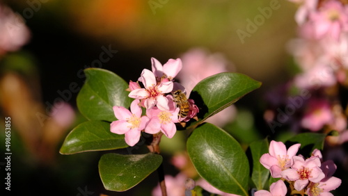 pink flowers with a bee