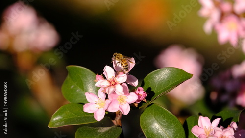 bee climbing on pink flower