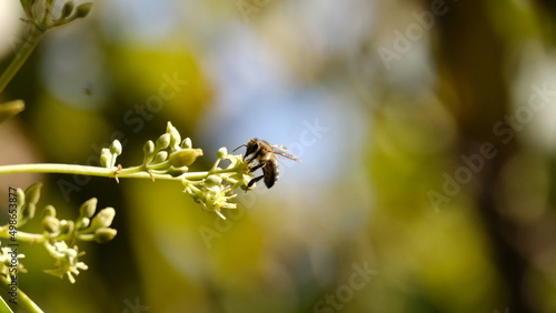 Be climbing on blossoms at end of branch