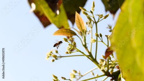 Bee inspecting a blossom