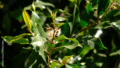 Bee pollinating with a flower