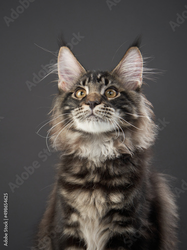 Fototapeta Naklejka Na Ścianę i Meble -  Maine Coon Kitten on a gray background. striped cat portrait in studio