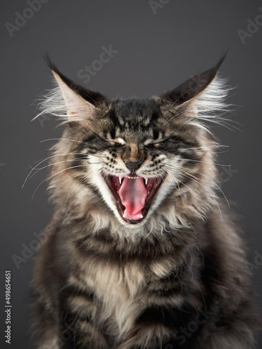 Maine Coon Kitten on a gray background. striped cat yawns portrait in studio