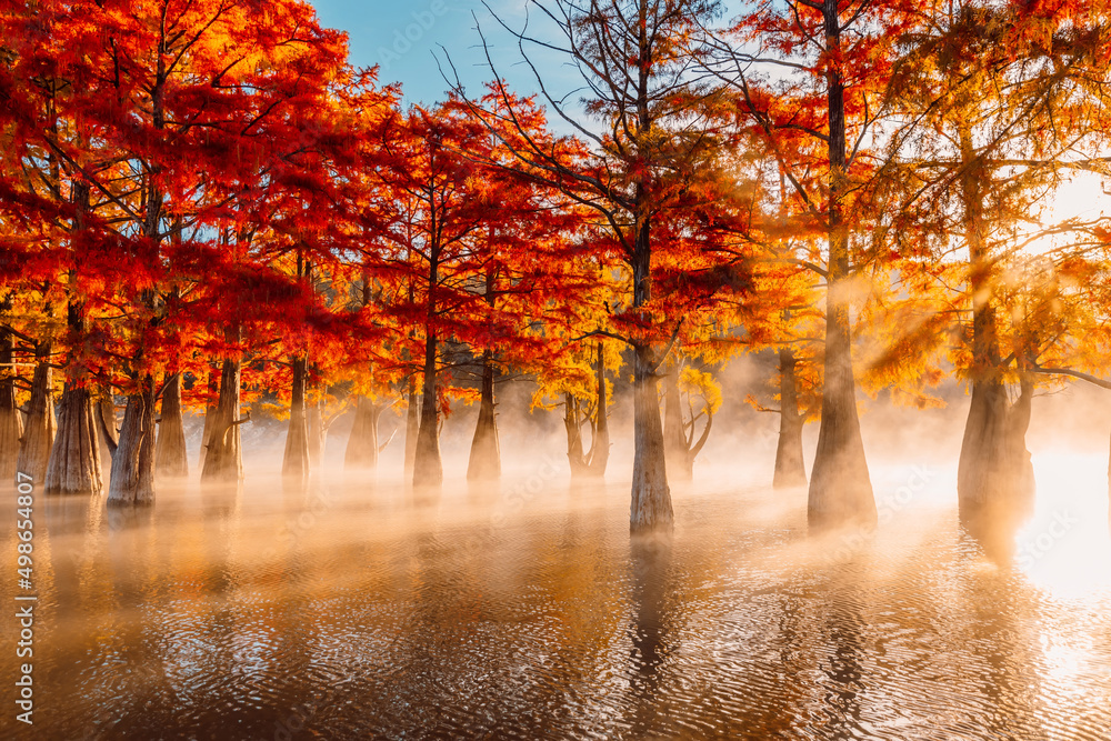 Swamp cypresses on lake with reflection, fog and sunshine. Taxodium distichum with orange needles in Florida.