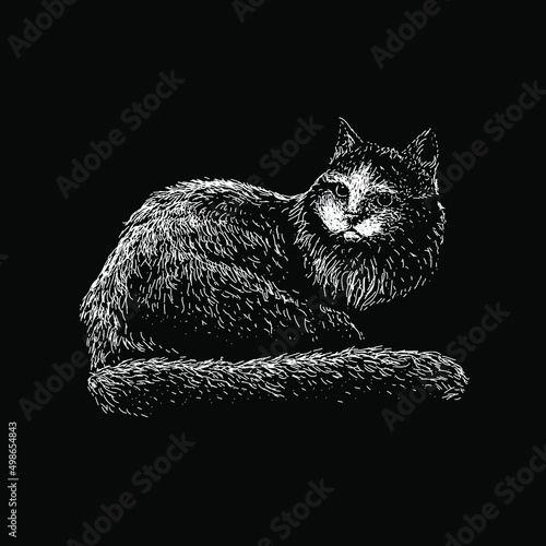 Ragamuffin cat hand drawing illustration isolated on black background photo