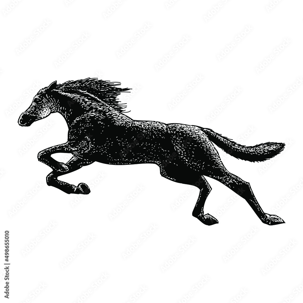 Fototapeta premium horse illustration isolated on white background