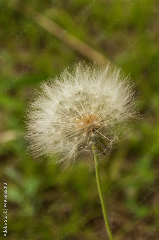 dandelion head dandelion head