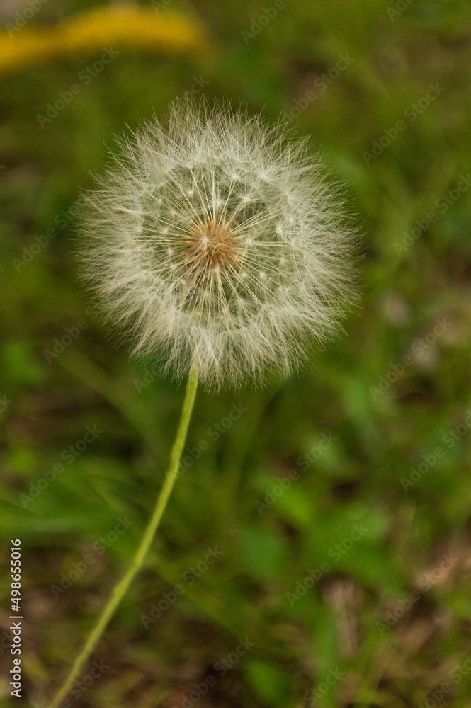 dandelion on green background