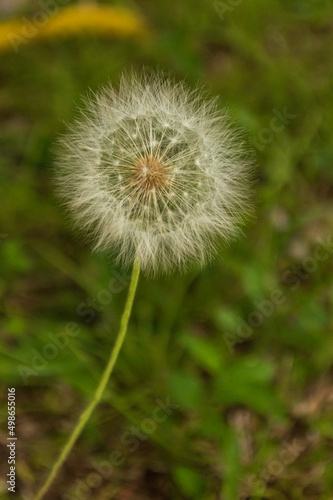 dandelion on green background