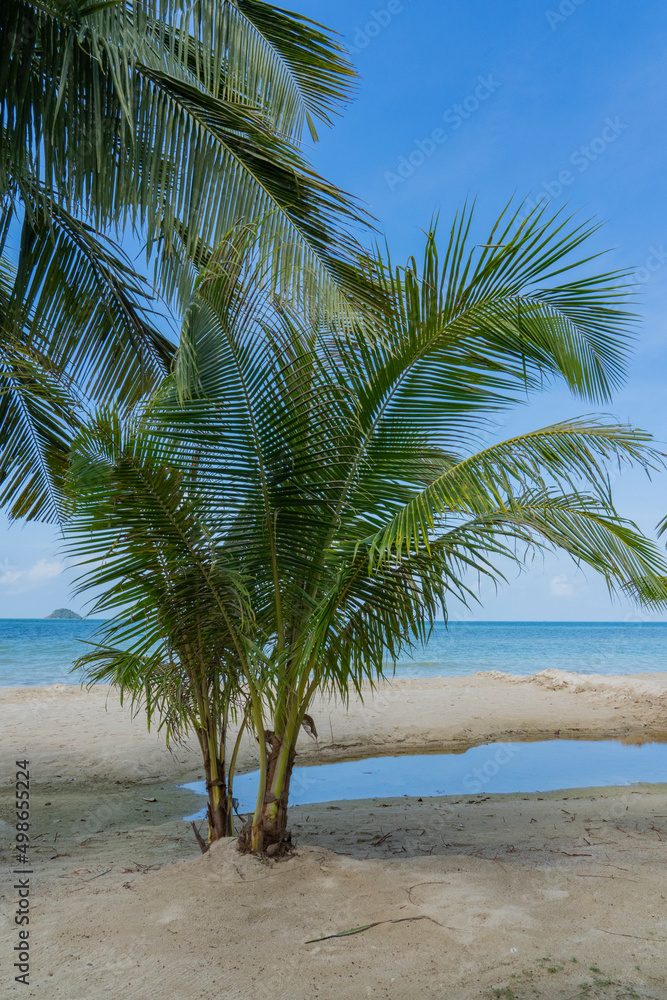 Young palm trees grow on the sand by the sea.
