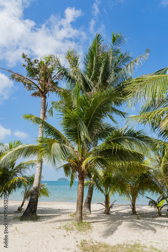 Coconut palms growing on the beach near the sea.