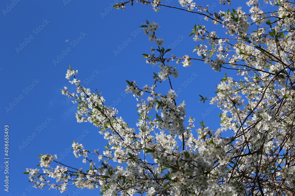 Branch with blossoming cherry flowers with blue sky Branch with blossoming cherry flowers with blue sky