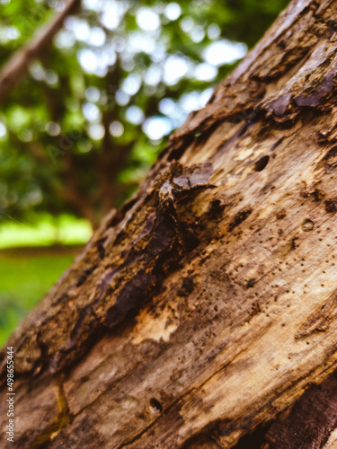 Close-up of a thick branch of an old tree, with the texture of its bark and a forest in the background