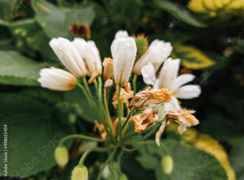 Cluster of white flower buds about to bloom seen close up, with small stems and in the middle of a large-leaved bush